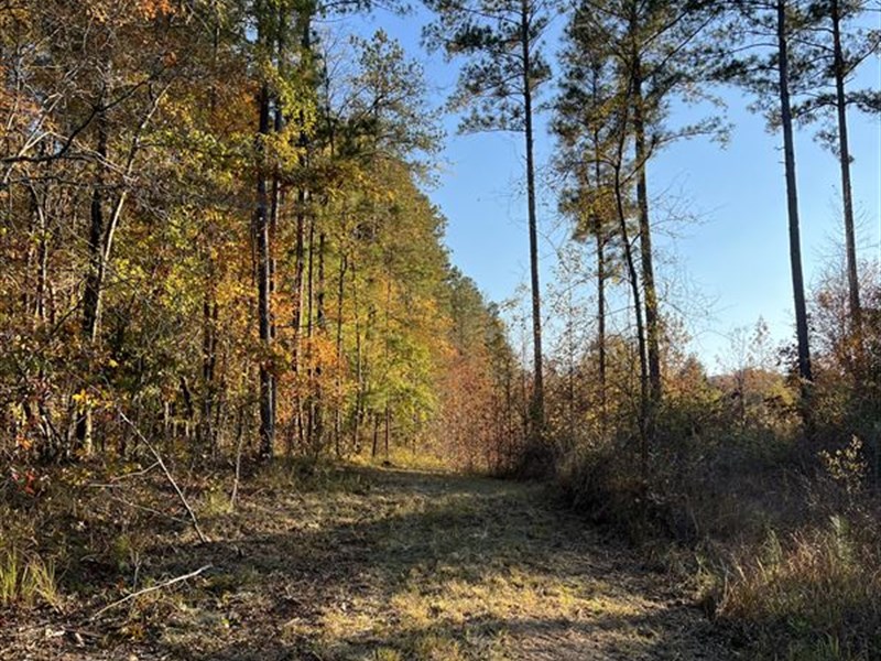 Sardis Branch : Crawfordville : Taliaferro County : Georgia