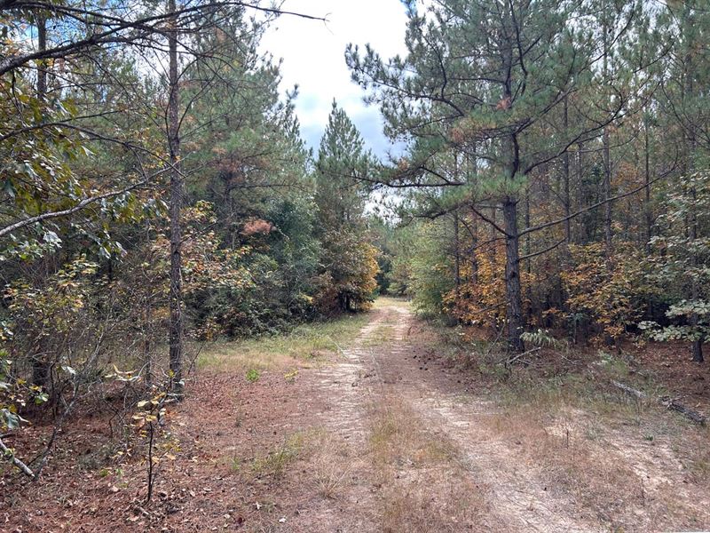 Hunting & Timberland Investment : Toomsboro : Wilkinson County : Georgia