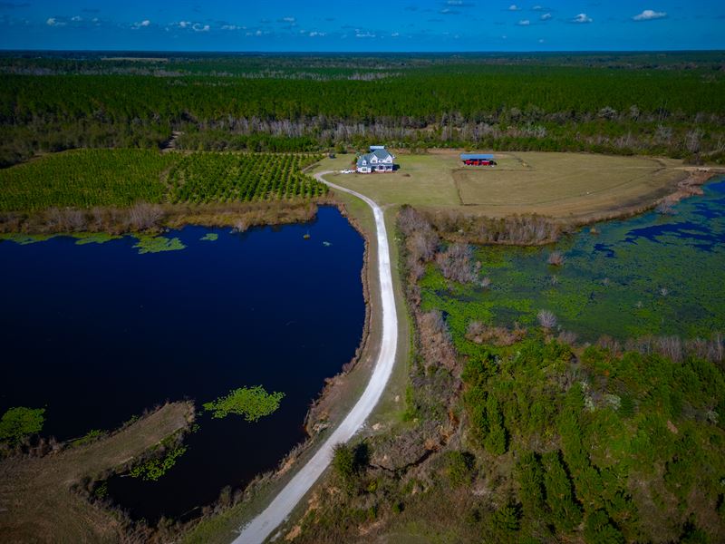 45 Acres of Dream Country Estate : Wray : Irwin County : Georgia
