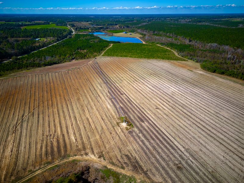185 Acres of Serene Country Farm : Wray : Irwin County : Georgia