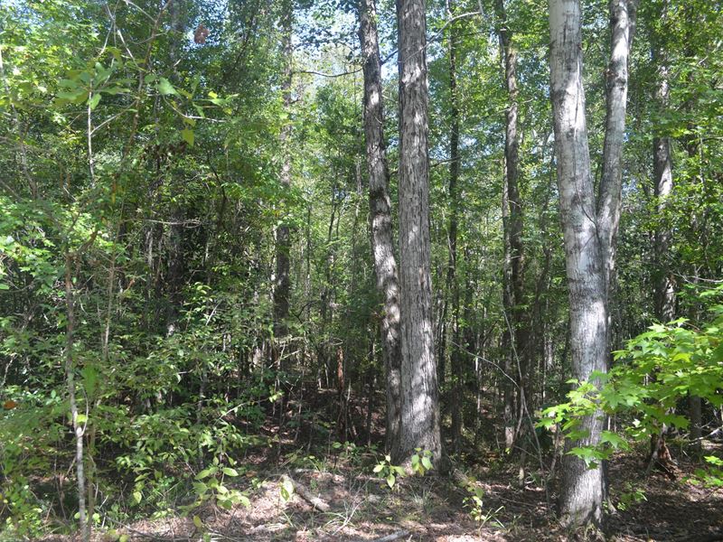 Allenton : Pine Apple : Wilcox County : Alabama