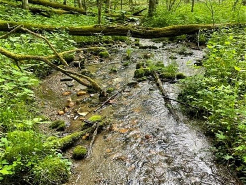 11.496 Acres in Ashe County, NC : Creston : Ashe County : North Carolina