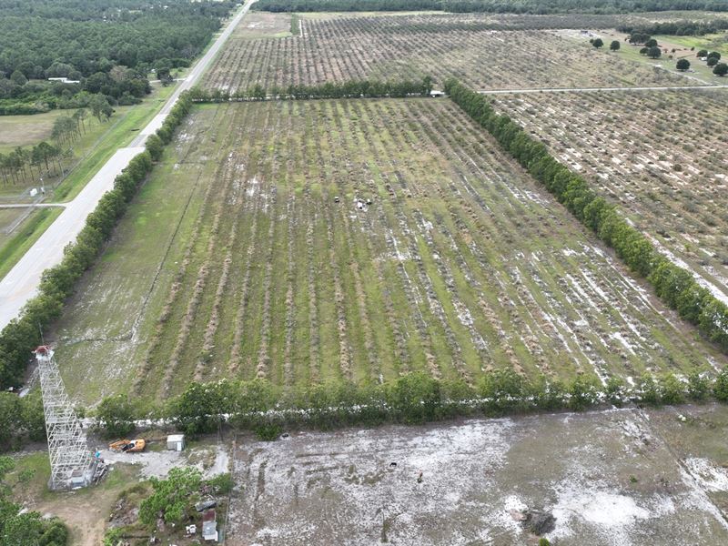Frostproof Orchard : Frostproof : Polk County : Florida