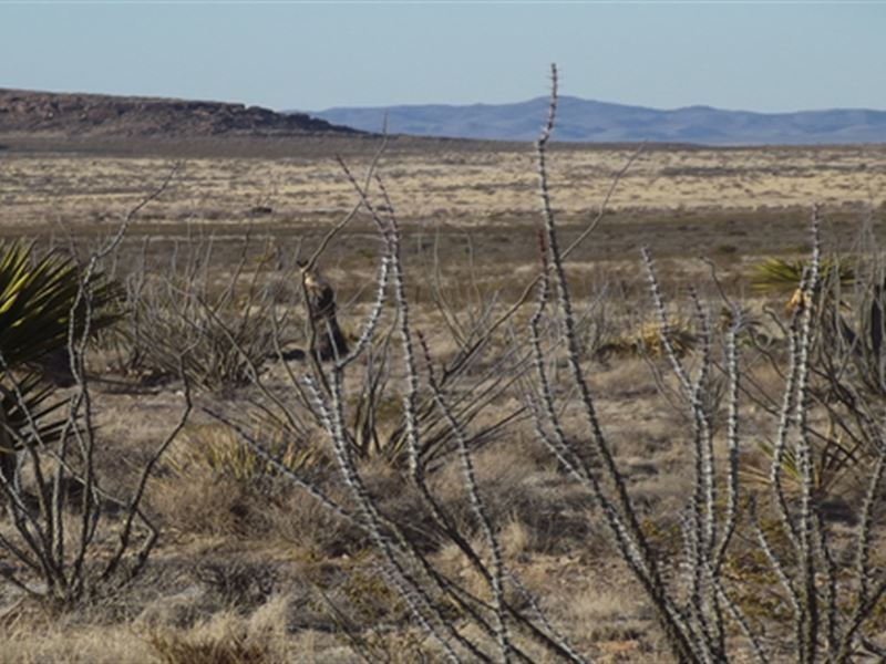 Holiday Land Deal, 40 Ac $17K Off : Sierra Blance : Hudspeth County : Texas