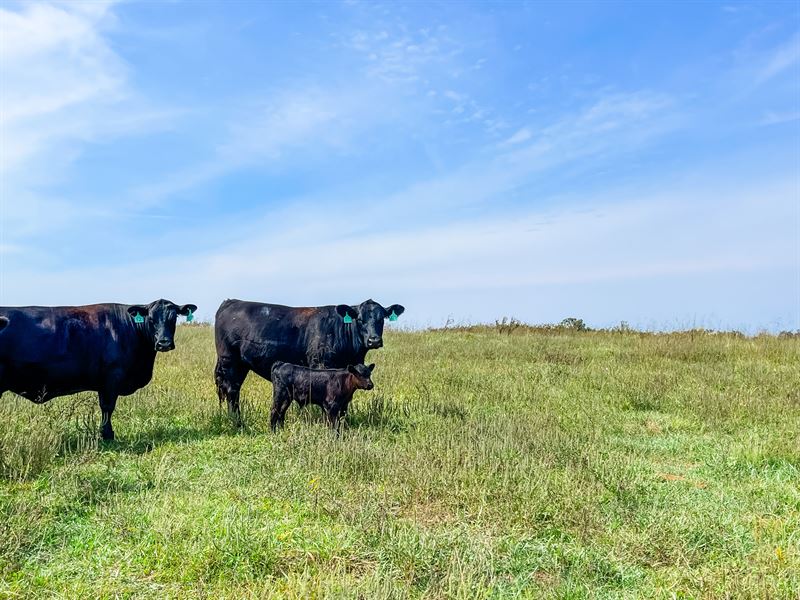 Farm for Sale in Missouri : Mountain Grove : Douglas County : Missouri