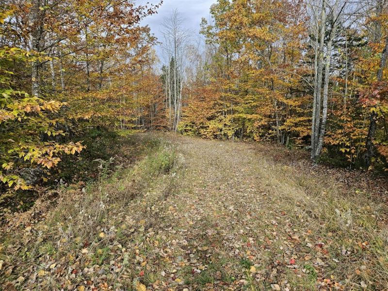 Avon 414 Acres Rangeley Road : Avon : Franklin County : Maine