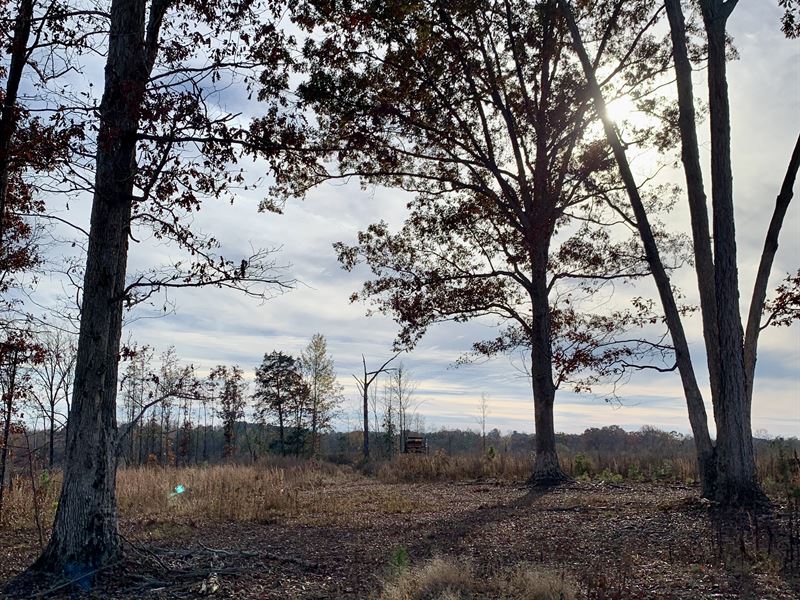 Hwy 72 Tract : Comer : Madison County : Georgia