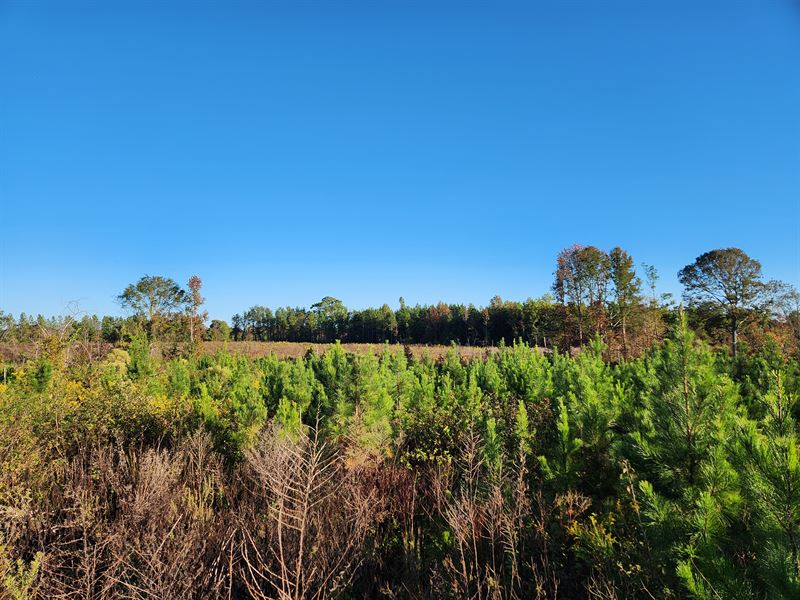 Caldwell's Place : Wadley : Clay County : Alabama