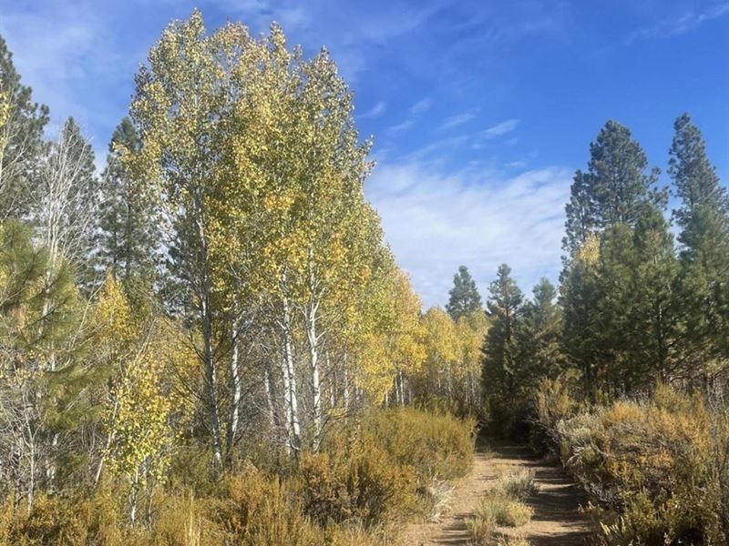 Over 280 Acres Sportsman's Paradise : Sprague River : Klamath County : Oregon