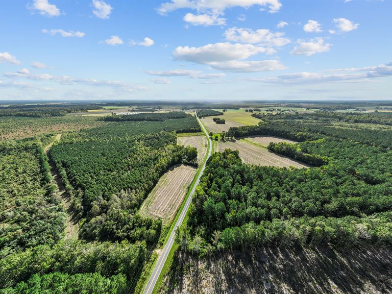 475 Acre Prime Hunting Land in NC : Robersonville : Pitt County : North Carolina
