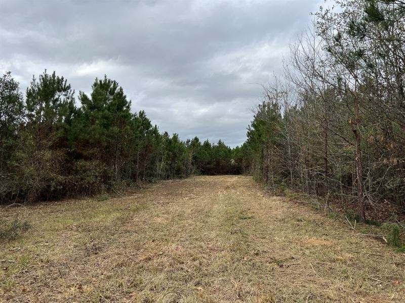 44 Acres Williamson Road : Honoraville : Crenshaw County : Alabama