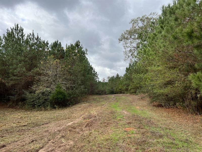 36 Acres Williamson Road : Honoraville : Crenshaw County : Alabama