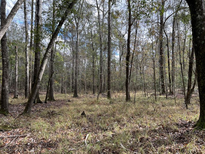 22 Acres Williamson Road : Honoraville : Crenshaw County : Alabama