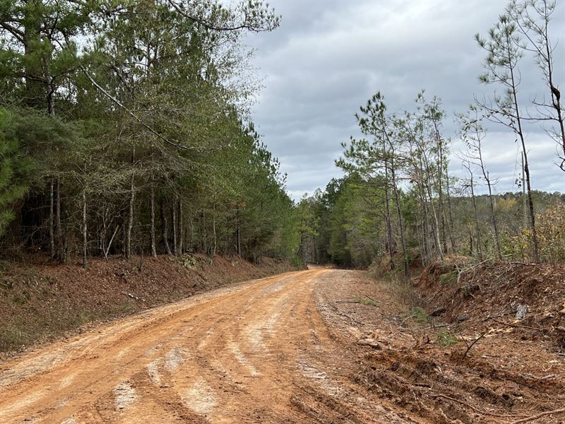 20 Acres Williamson Road : Honoraville : Crenshaw County : Alabama