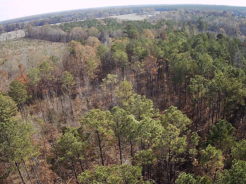 Chickasaw Natchez Trace-76 Acres : Woodland : Chickasaw County : Mississippi