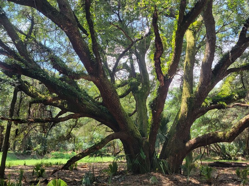 Greenway Farms Lot 3A : Fort McCoy : Marion County : Florida