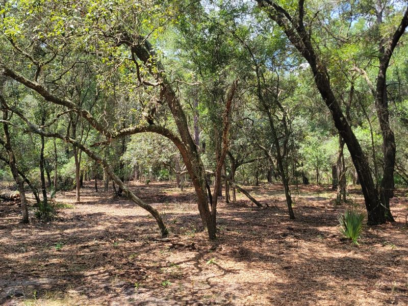 Greenway Farms Lot 5 : Fort Mc Coy : Marion County : Florida