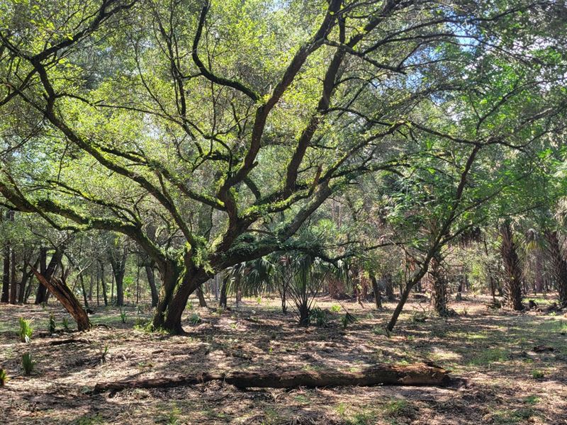 Greenway Farms Lot 6 : Fort Mc Coy : Marion County : Florida