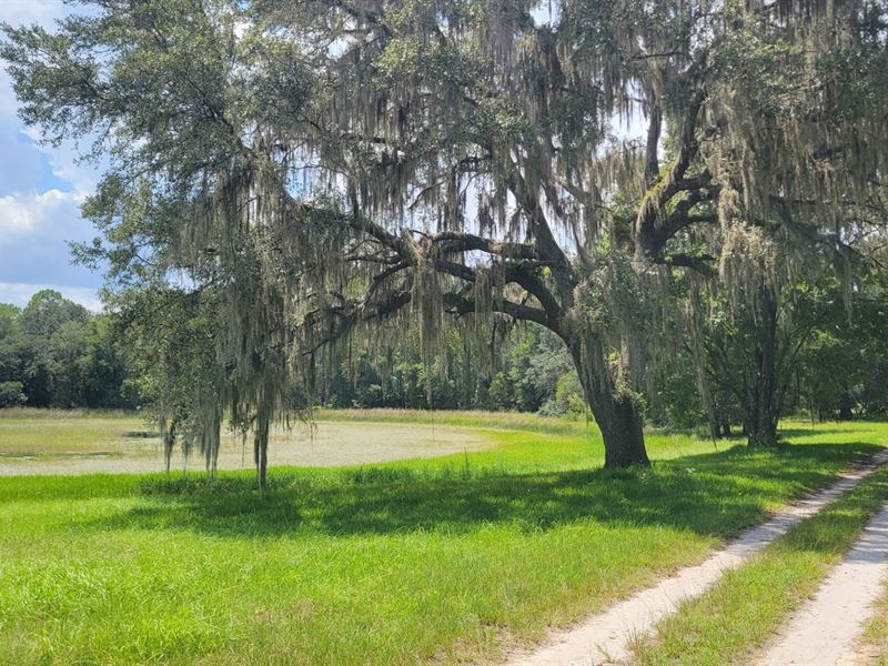 Greenway Farms Lot 7 : Fort Mc Coy : Marion County : Florida