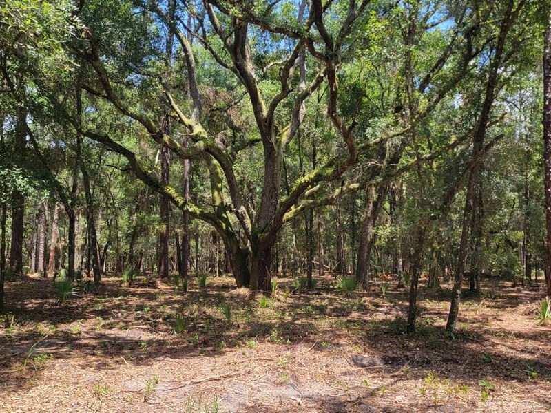 Greenway Farms Lot 9 : Fort Mc Coy : Marion County : Florida