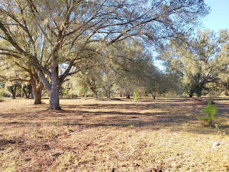 Hokkolen Lot 2 : Fort Mc Coy : Marion County : Florida