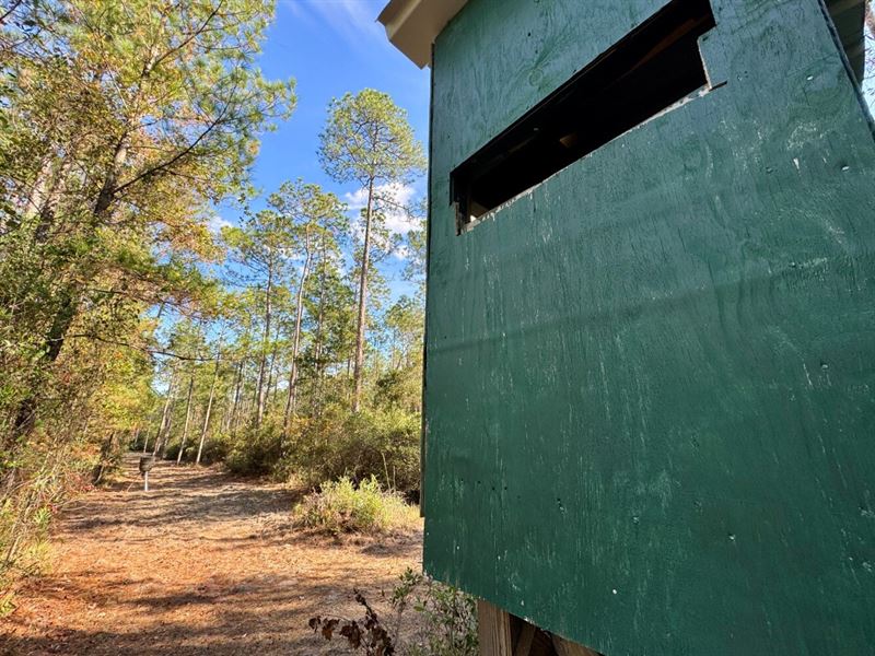 Elsanor Hunting & Timber Retreat : Elsanor : Baldwin County : Alabama