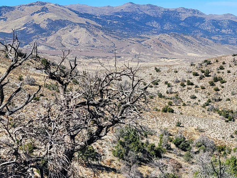 High Desert Mountain Cowboy Freedom : Montello : Elko County : Nevada