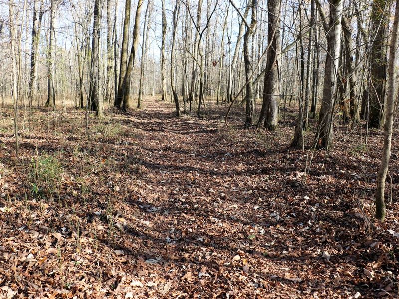 Clay County, 100 Acre Hardwood Hun : West Point : Clay County : Mississippi