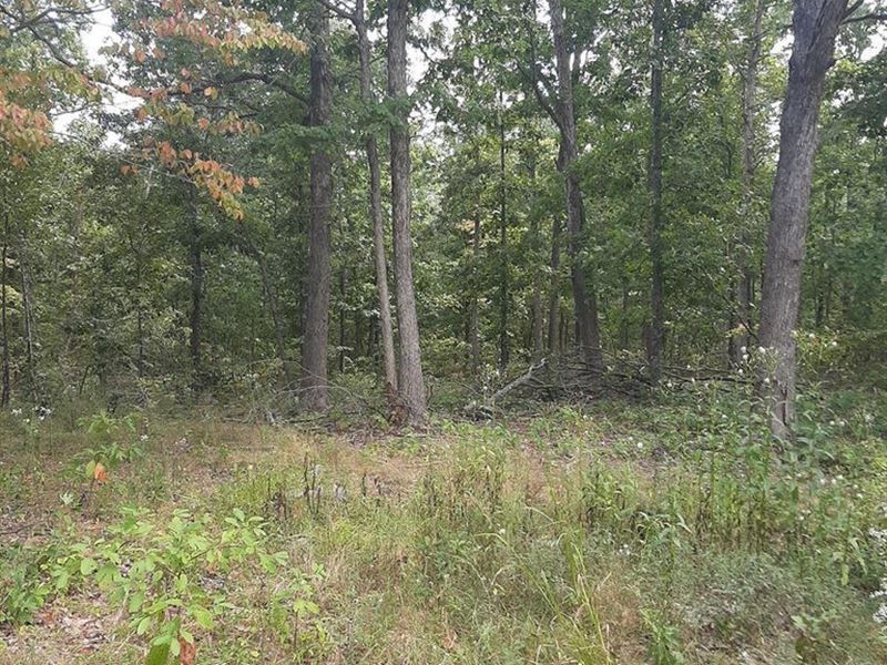 38 Acres of Natural Beauty : Caulfield : Howell County : Missouri