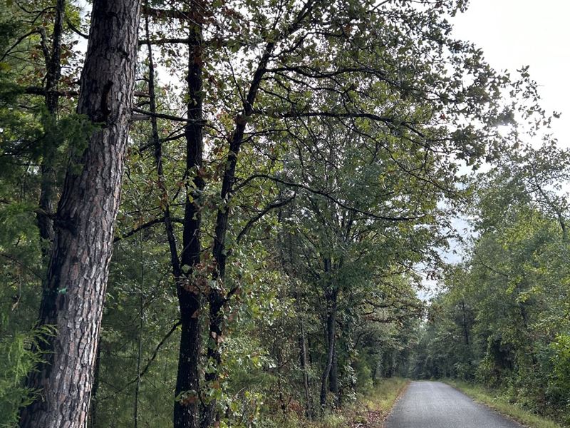 Big Woods and Timber Tract, Miller : Doddridge : Miller County : Arkansas
