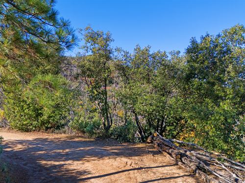 Hawver Road 40 : San Andreas : Calaveras County : California