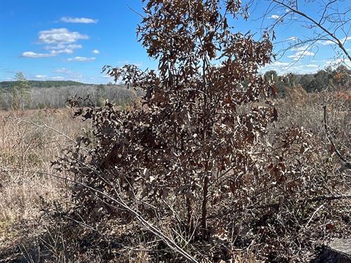 Hughes Springs 72 WH : Hughes Springs : Cass County : Texas