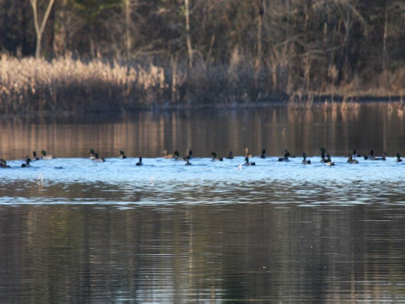 Henry Road Duck Impoundment : Greeleyville : Clarendon County : South Carolina