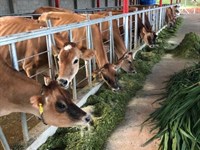 Beautiful 37 Acre Farm : Upala Alajuela : Costa Rica