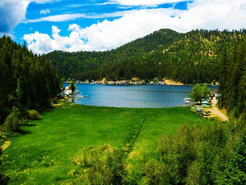 Cedar Grove at Deer Lake : Loon Lake : Stevens County : Washington