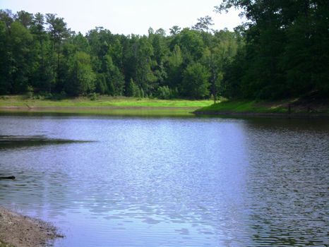 Mt. Olive Woods : Athens : Oglethorpe County : Georgia