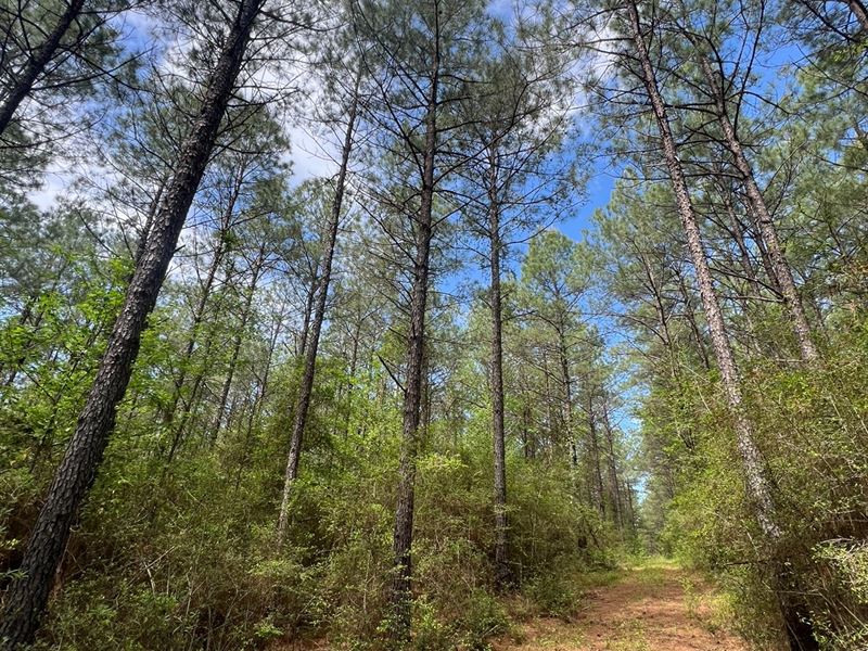 60 Acre Jackson Parish Timberland : Weston : Jackson Parish : Louisiana