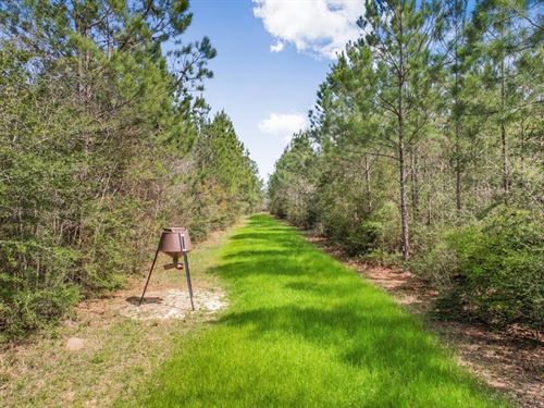 48 Acre Hunting Tract in Pike Count : Summit : Pike County : Mississippi