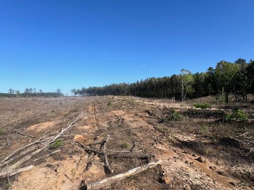 Jackson Parish Timber Tract 4 : Eros : Jackson Parish : Louisiana