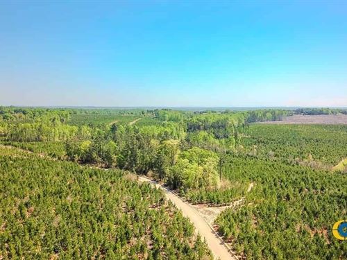 Bradley Trail South Tract : Jefferson : Kershaw County : South Carolina