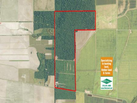 575 Ac Whitetail Hunting / Breeding : Monroe : Ouachita Parish : Louisiana