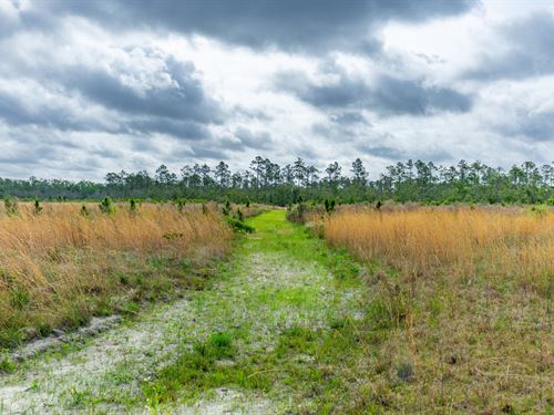 Bay County 803 Acres : Panama City : Bay County : Florida