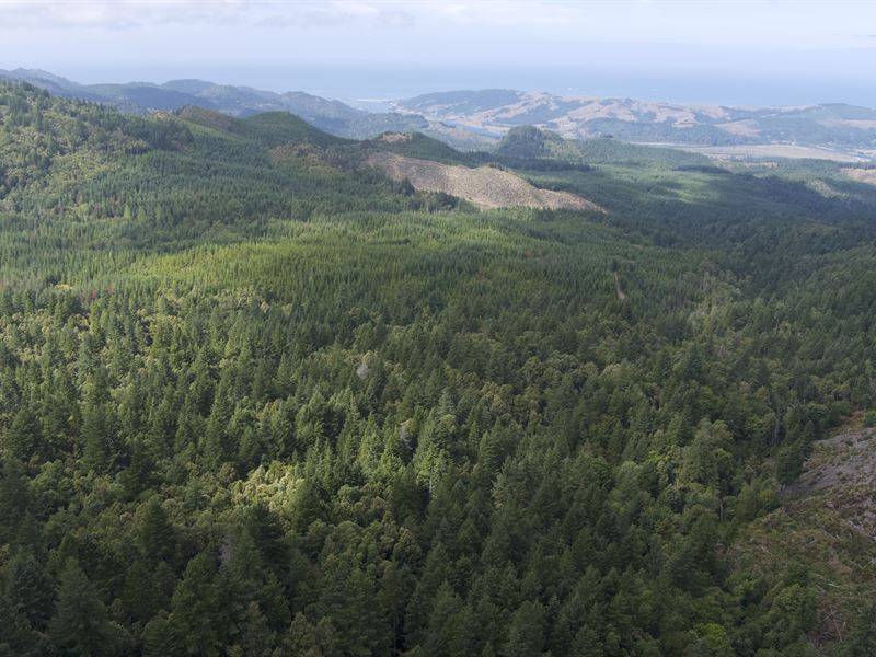 40 Acres in Curry County, OR : Gold Beach : Curry County : Oregon