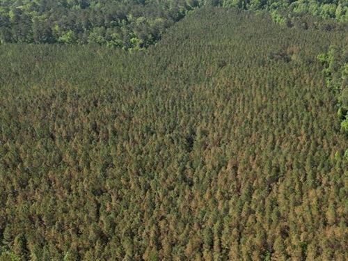 80 Acres in Choctaw County in Acker : Ackerman : Choctaw County : Mississippi