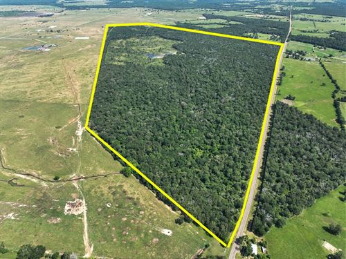 425 Acres FM 230 : Weldon : Houston County : Texas