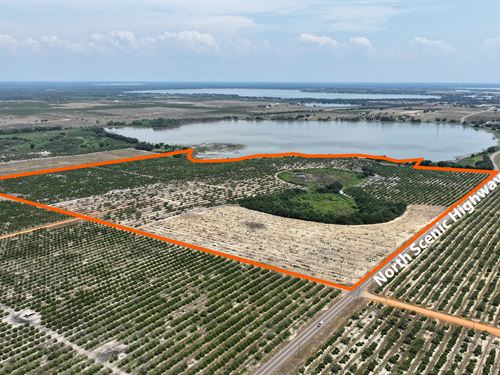 Lake Moody Grove : Frostproof : Polk County : Florida