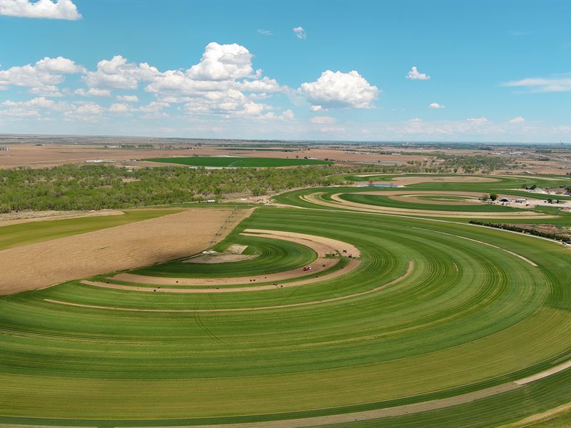 Graff's Turf Land Auction : Fort Morgan : Morgan County : Colorado