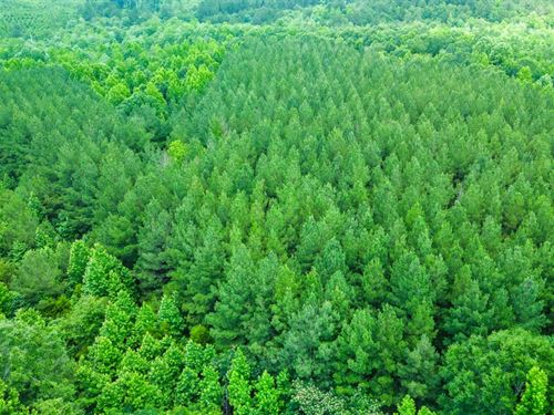 16.84 Acres In Wayne County, MS : Shubuta : Wayne County : Mississippi