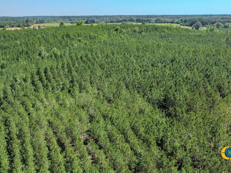 Hinton Tract : Butler : Taylor County : Georgia