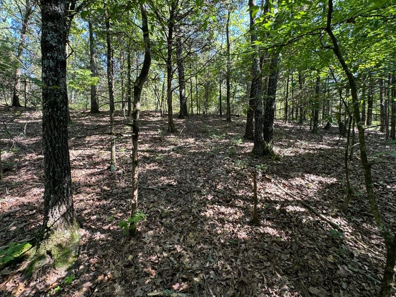 Summer Loop 12 : Cedarville : Crawford County : Arkansas